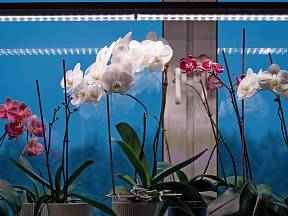 Orchideje vyžadují péči stejně jako všechny ostatní květiny celoročně.