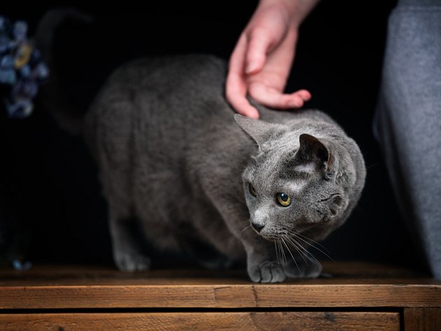 Ruské modré kočky vyžadují pozornost a rády mají pohlazení.