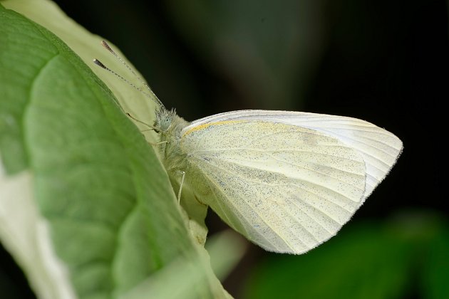 Je poetický a má krásná bílá křídla. Jeho larvy si s oblibou pochutnávají na listech všech brukvovitých rostlin.