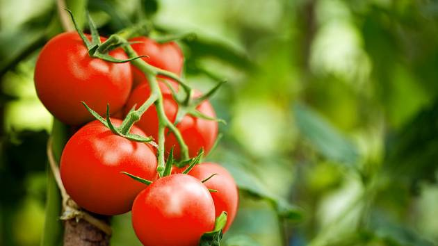 Připravte si pro rajčata jednoduchou zálivku s popelem, je bohatá na vápník.