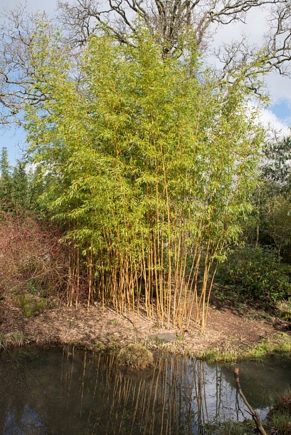 Bambusy se skvěle vyjímají v blízkosti vodních hladin.