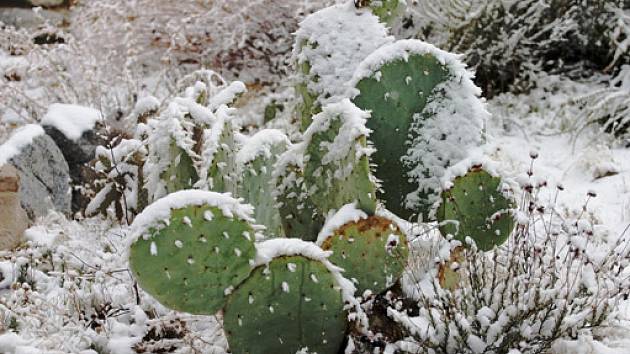 Kaktusy v zimě