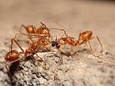 Zvolte na mravence vždy raději ekologicky šetrný způsob odstraňování.