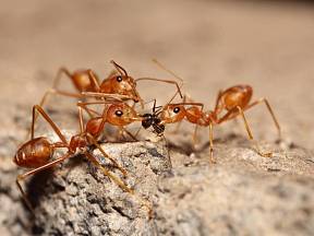 Zvolte na mravence vždy raději ekologicky šetrný způsob odstraňování.