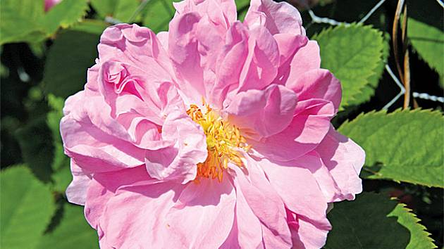 růže kazanlycká (Rosa x damascena trigintipetala)