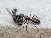Mravenci jsou jedním z nejdokonalejších společenství živočišné říše