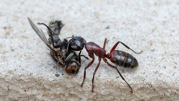 Mravenci jsou jedním z nejdokonalejších společenství živočišné říše