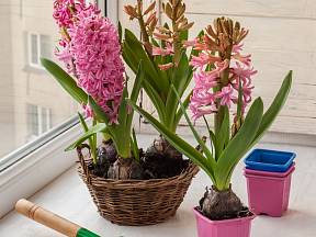 K oblíbeným jarním květinám patří rychlené hyacinty.