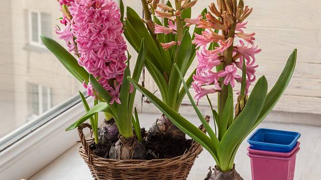 K oblíbeným jarním květinám patří rychlené hyacinty.