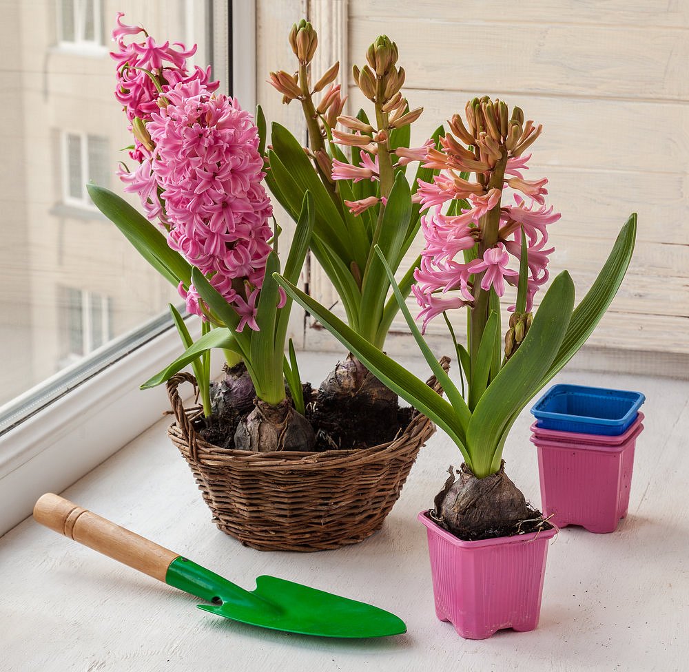 Jak uchovat cibulky hyacintů?