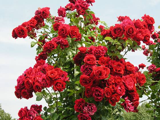 Sympathie (Kordes, Německo, 1964). Má sytě červené květy velké asi 9 cm; výška růže 3 m. Opakovaně kvetoucí