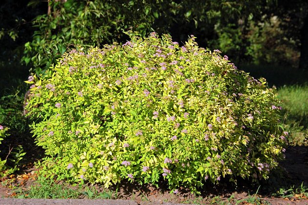 tavolník japonský (Spiraea japonica)