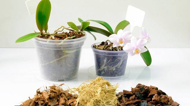 Jak pomocí svíčky a česneku rozmnožit orchidej?