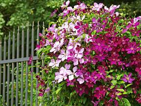 Plamének (klematis) je nádherně kvetoucí popínavky pro vaše ploty, zdi nebo pergoly.