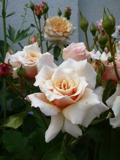 Růže odrůdy Caramella