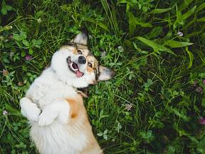 Pes má hned čtyři důvody, proč žere trávu.