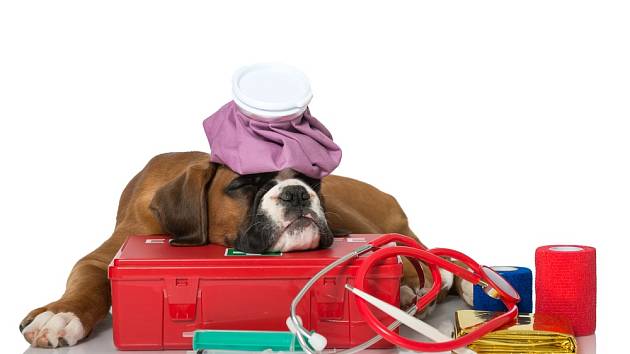 Jaké pomůcky, hračky a léky mít doma, když chováte psa?