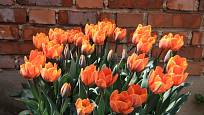 tulipány v nádobě, odrůda Princess Irene