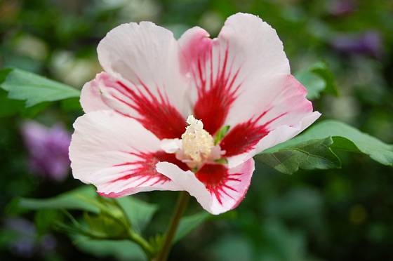 Ibišek syrský (Hibiscus syriacus) bohatě kvete celé léto.