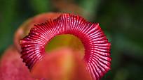 Vstup do pasti masožravé láčkovky (Nepenthes).