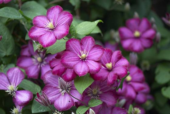 Plamének (Clematis) s atraktivními fialovými květy.