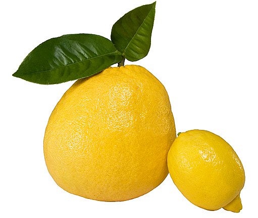 Citrus cedrát v porovnání s citronem