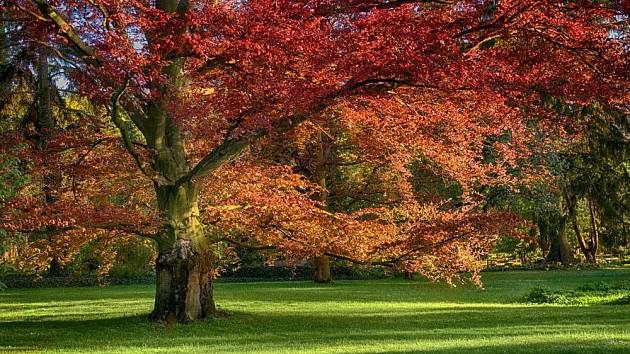 dub červený (Quercus rubra)