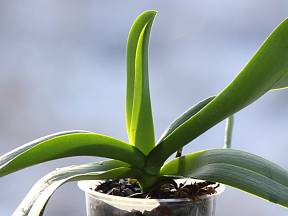 Zkontrolujte, zda na listech orchidejí nemáte lepkavé kapičky