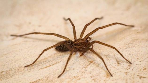 Pavouci se lidem pokud mohou, většinou vyhýbají.