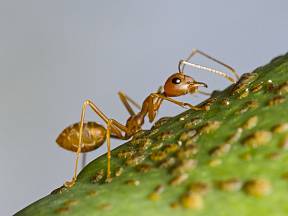Mravenci jsou užiteční v přírodě, ale doma je mít nechceme
