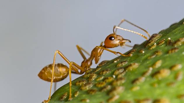 Mravenci jsou užiteční v přírodě, ale doma je mít nechceme