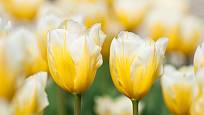 tulipán Fosterův (Tulipa fosteriana)