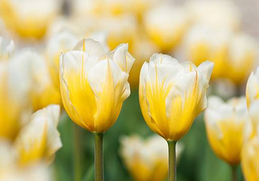 tulipán Fosterův (Tulipa fosteriana)