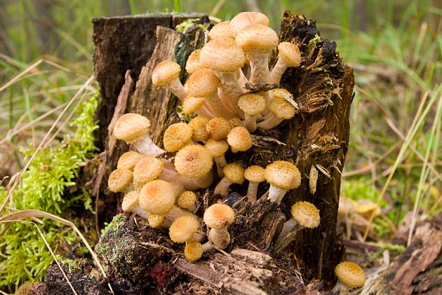 Václavka obecná (Armillaria mellea) patří mezi dřevokazné houby.