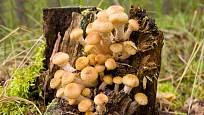 Václavka obecná (Armillaria mellea) patří mezi dřevokazné houby.