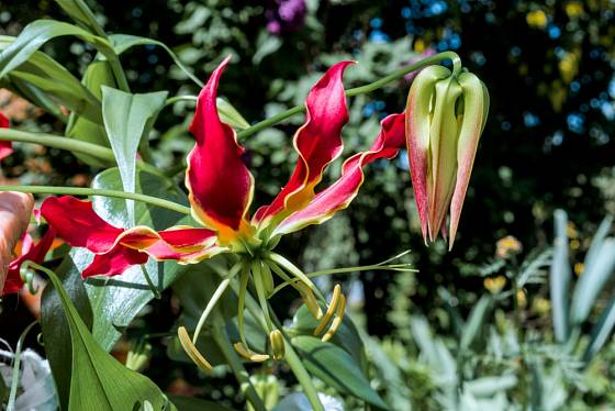 Gloriosa superba si vysloužila v angličtině přezdívku flame lily.