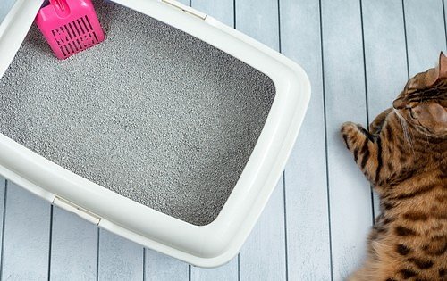 Jak zbavit kočičí záchod zápachu močoviny? Použijte ocet a… | iReceptář.cz