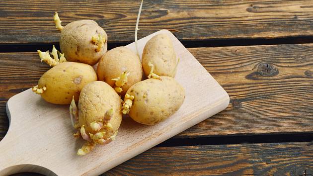 Naklíčené brambory obsahují toxický jed, který vám může zadělat na problému.