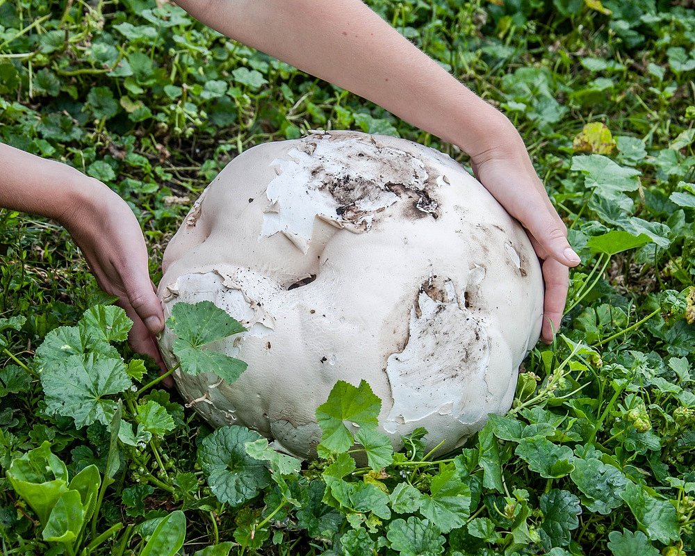 Jak se jmenuje největší houba na světě?