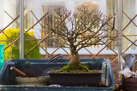 Javorový bonsaj přezimující ve skleníku