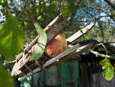Dřevěný česáček ovoce vlastnoruční výroby.