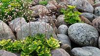 Lomikámen stinný, Saxifraga umbrosa, je zajímavá skalnička, kterou můžeme množit dceřinými rostlinami
