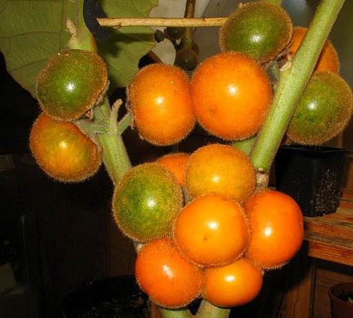narančila - plody