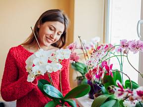 Víte, jaké nejčastější chyby děláme při pěstování orchidejí?