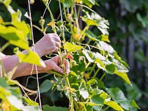 Jednou z osvědčených metod, jak pěstovat okurky, je jejich vyvazování na provázky.