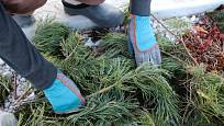 Chvojí borové i smrkové je ideální zimní ochranou na skalky i štěrkové záhony se suchomilnými rostlinami