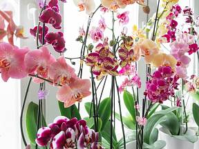 Jak si připravit hnojivo na orchidej z mléka?