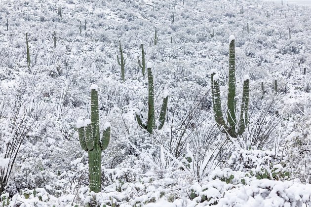 Většina kaktusů patří mezi chladnomilné rostliny.
