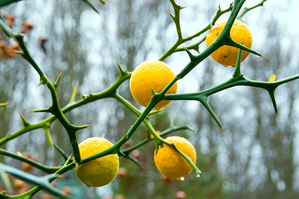 Jak dlouho zraje citron?