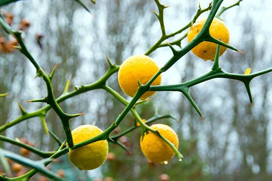 Nejotužilejší z citrusů - citronečník trojlistý (Poncirus trifoliata).